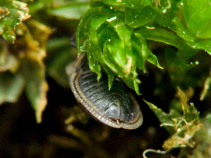 Acalypta marginata (Wolff, 1804)